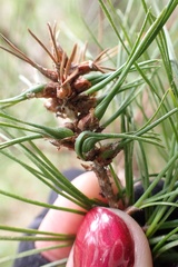 Thecodiplosis piniradiatae