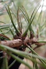 Thecodiplosis piniradiatae