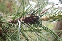 Thecodiplosis piniradiatae