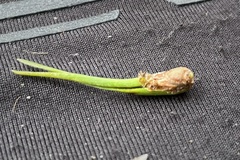 Thecodiplosis piniradiatae