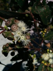 Eucalyptus nitida