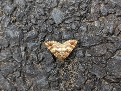 Enchoria lacteata