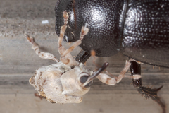 Lignyodes pallidus