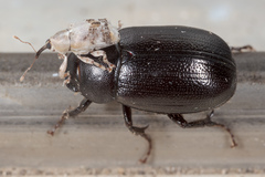 Lignyodes pallidus