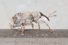 Lignyodes pallidus