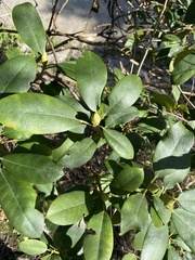 Rhododendron × hybridum