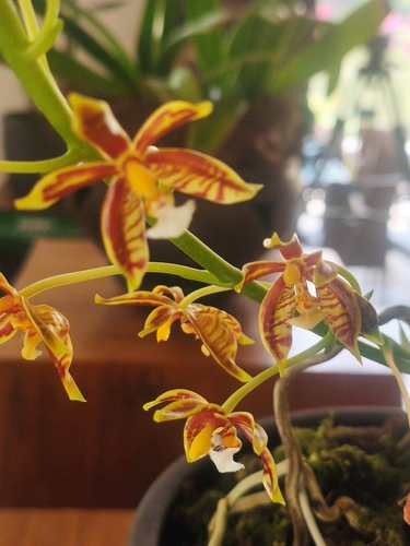 Mannii Orchid