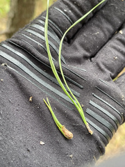 Thecodiplosis piniradiatae