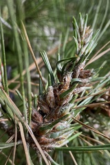 Thecodiplosis piniradiatae