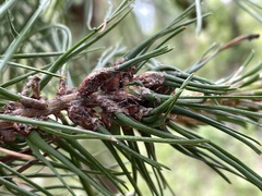 Thecodiplosis piniradiatae