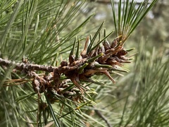 Thecodiplosis piniradiatae