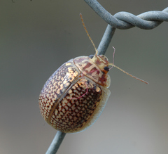 Paropsisterna decolorata