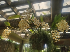 Dendrobium thyrsiflorum