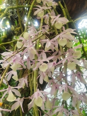 Dendrobium aphyllum