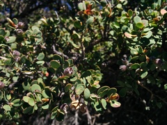 Leptospermum glaucescens
