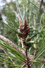 Thecodiplosis piniradiatae