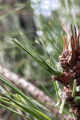 Thecodiplosis piniradiatae