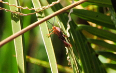 Athaumastus haematicus