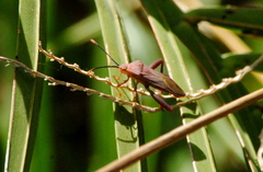 Athaumastus haematicus