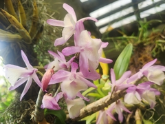 Dendrobium polyanthum