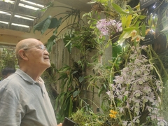 Dendrobium polyanthum