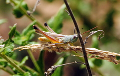 Staurorhectus longicornis