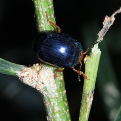 Calomela ruficeps