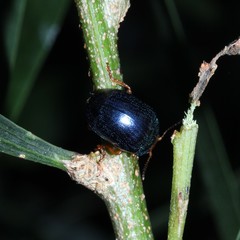 Calomela ruficeps