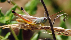 Staurorhectus longicornis