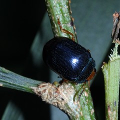Calomela ruficeps