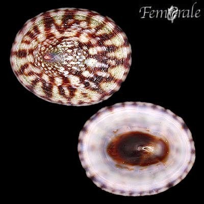 Testudinalia