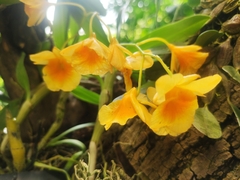 Dendrobium capillipes