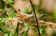 Staurorhectus longicornis