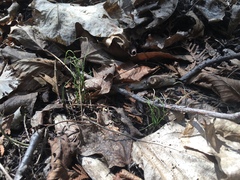 Equisetum scirpoides