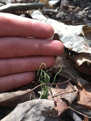 Equisetum scirpoides