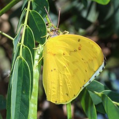 Catopsilia gorgophone