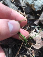 Equisetum scirpoides