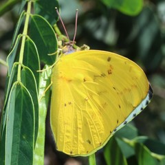 Catopsilia gorgophone