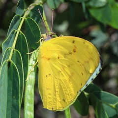 Catopsilia gorgophone