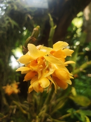 Dendrobium sulcatum
