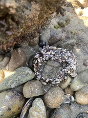 Anthopleura sola