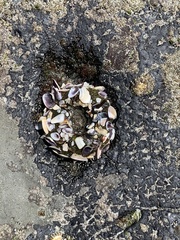 Anthopleura sola