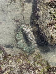 Anthopleura sola
