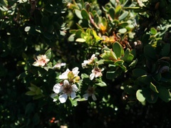 Leptospermum glaucescens