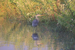 Ardea herodias