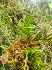 Dendrobium spatella