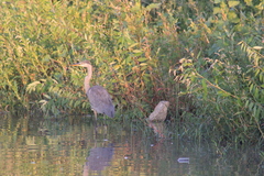 Ardea herodias
