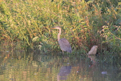 Ardea herodias