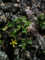 Ranunculus acaulis