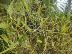 Bulbophyllum odoratissimum